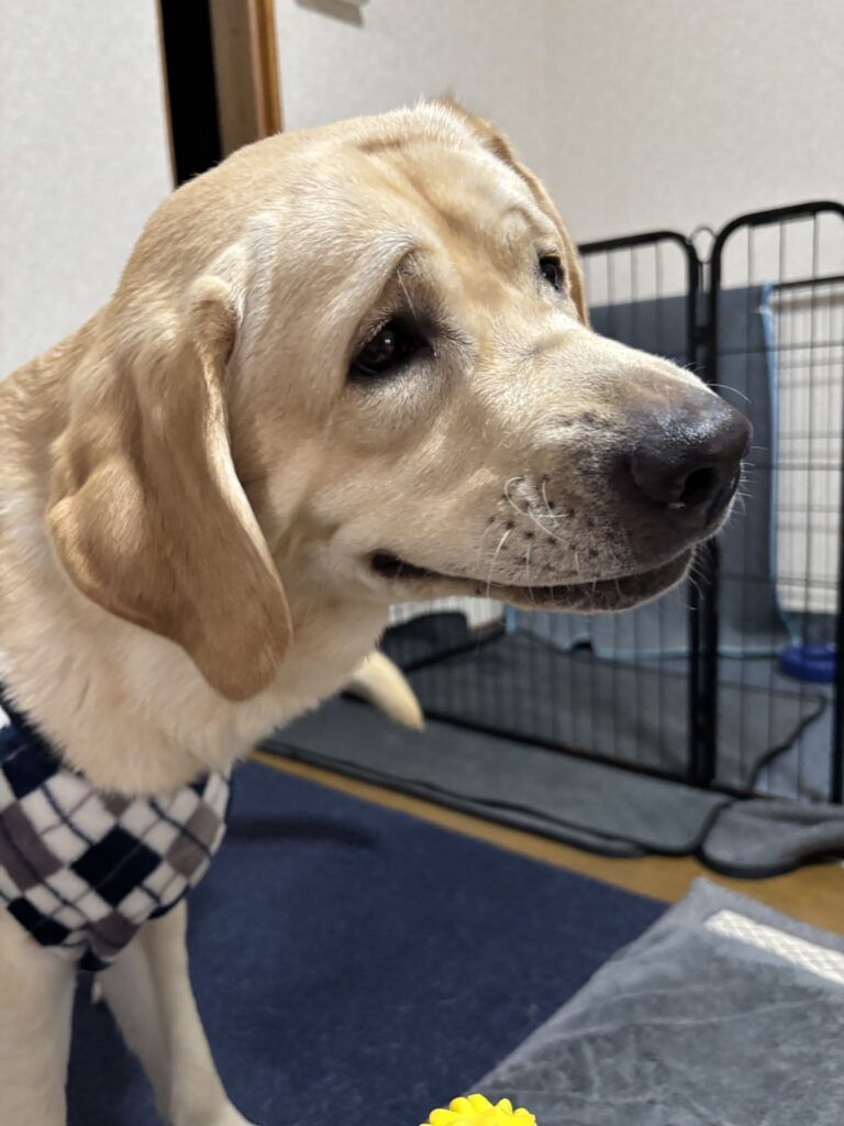 【実際の写真5枚】　飼い主さんが見た光景