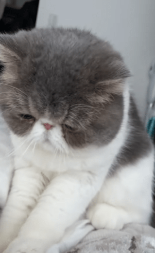 頭を下げながらふみふみ（＠mozuchapiiさんより提供）