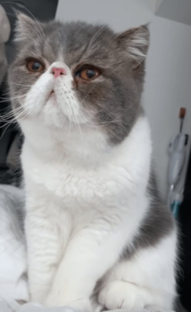 遠くを見るような表情でふみふみ（＠mozuchapiiさんより提供）