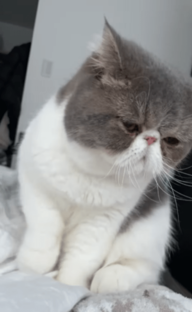 【実際の写真5枚】　飼い主さんが見た光景