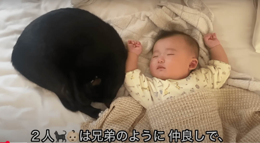 兄弟のように隣で眠る（@Hogoneko-hachannelさんより提供）