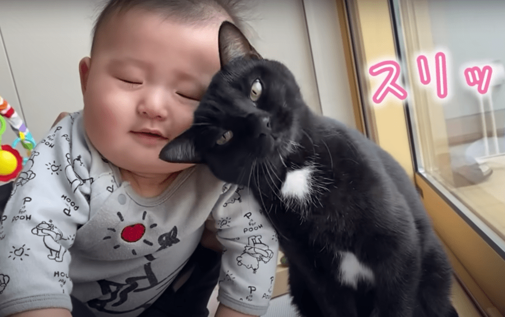 お互い大好き！（@Hogoneko-hachannelさんより提供）