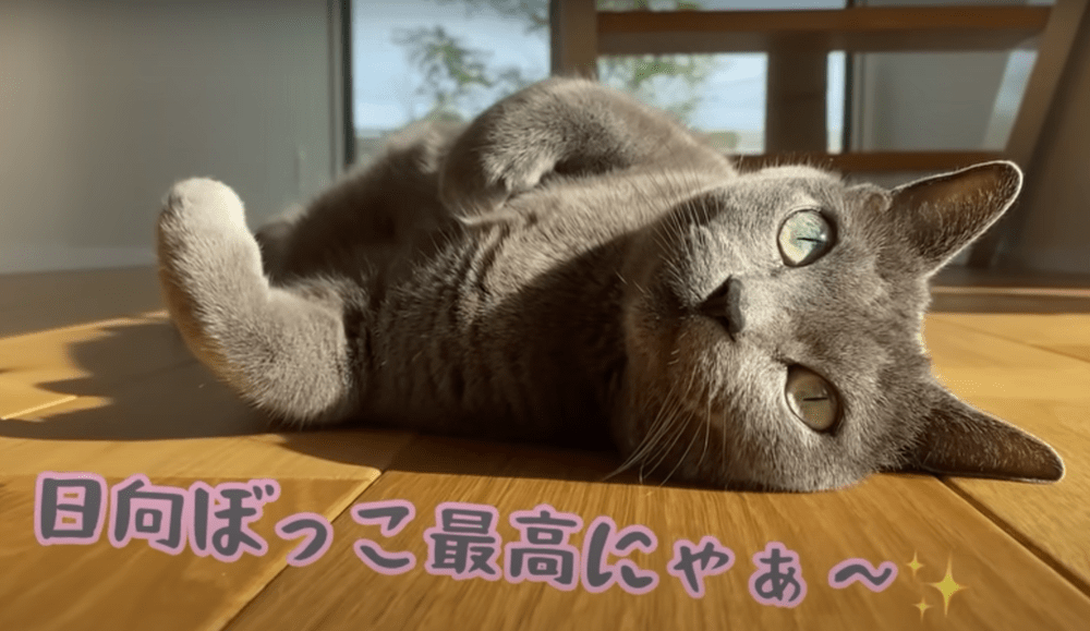 穏やかなねずこちゃん（@Hogoneko-hachannelさんより提供）