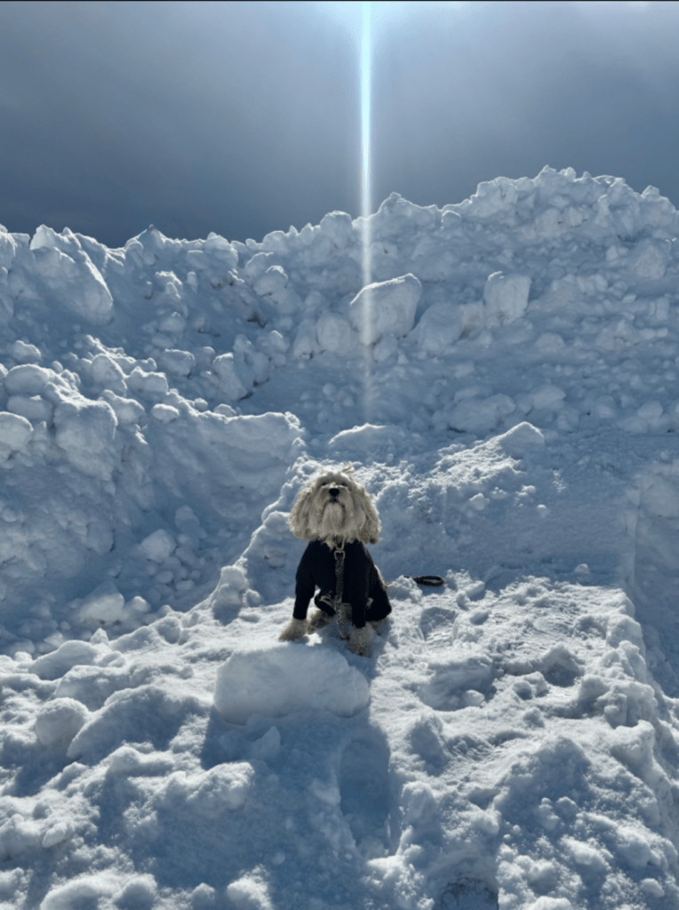 【実際の写真6枚】　話題になった写真の様子