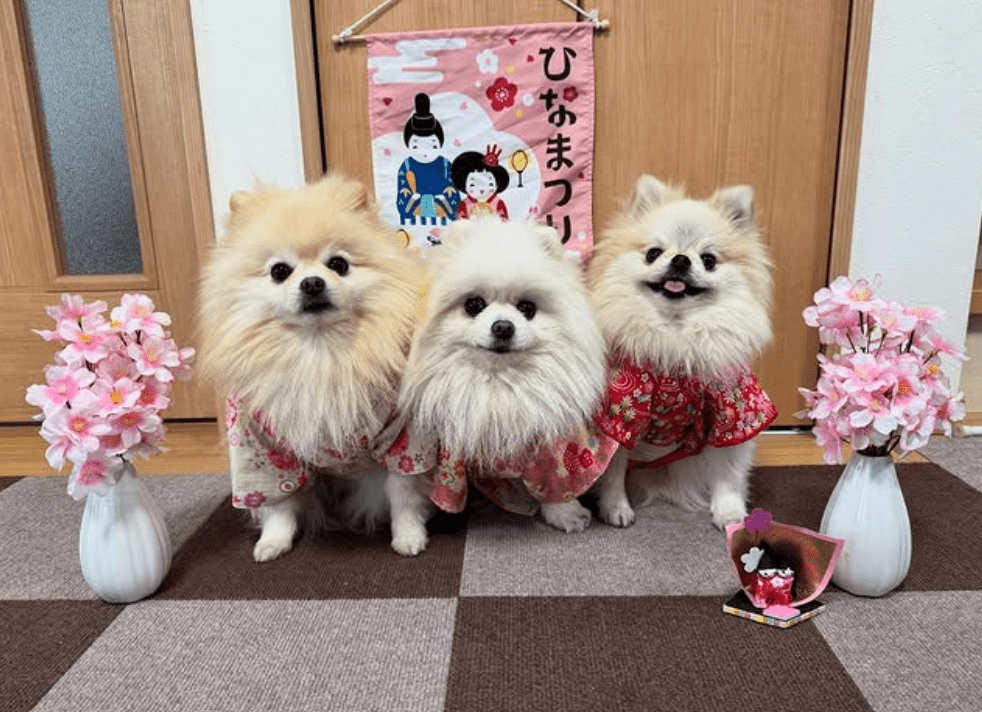 ひな祭りを楽しむ3姉妹（@melkuramarinさんより提供）