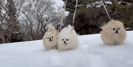 雪の上を走る3姉妹（@melkuramarinさんより提供）