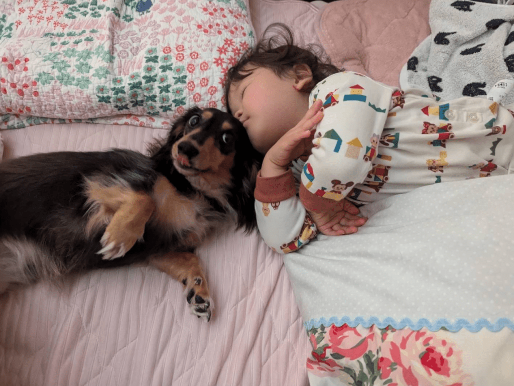 寄り添って眠る娘さん（＠kou111dachsさんより提供）