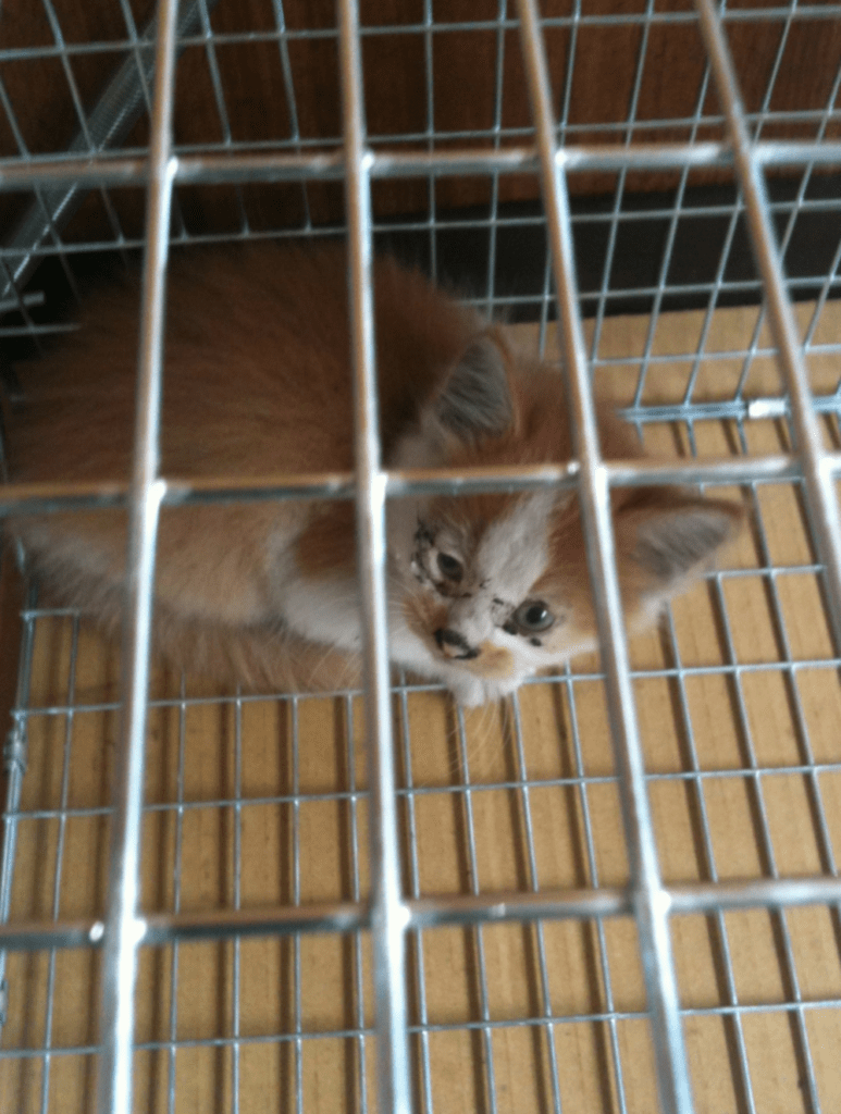 ボロボロだった頃と比べると感慨深い（@neu21786269さんより提供）