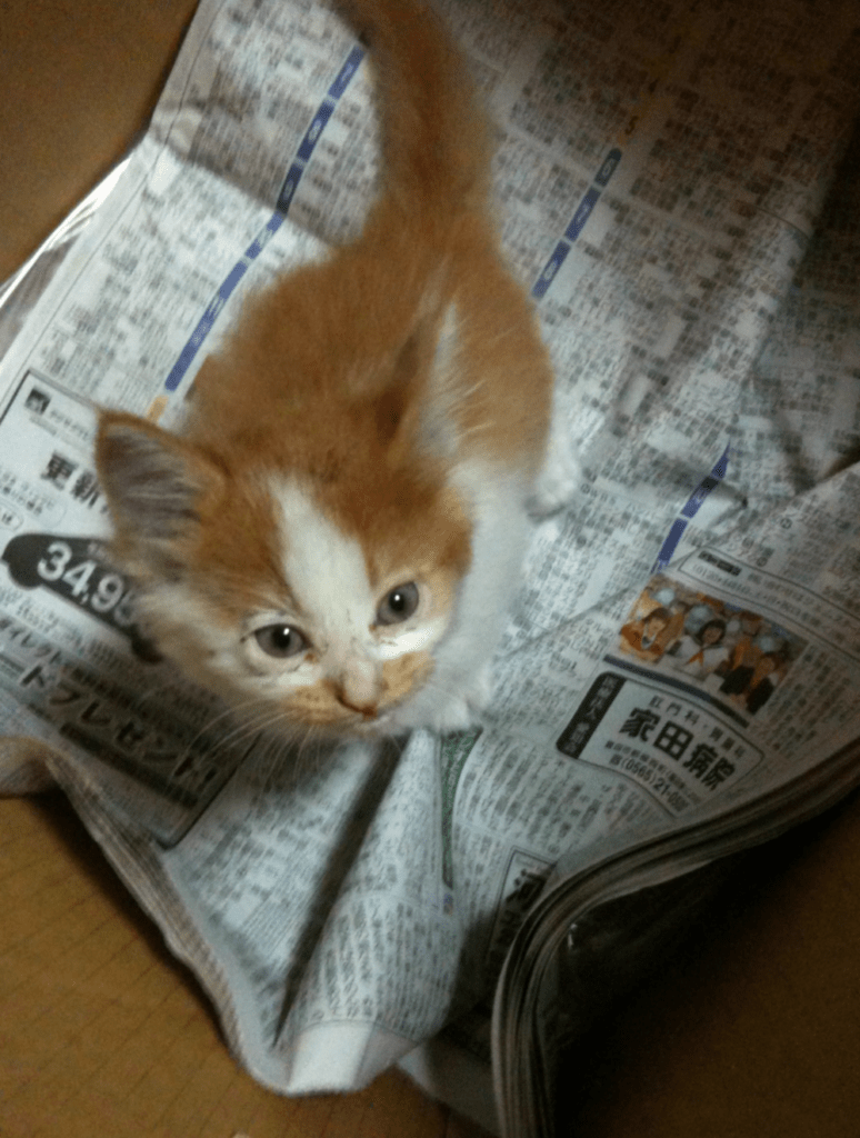 子猫の頃から甘えん坊（@neu21786269さんより提供）