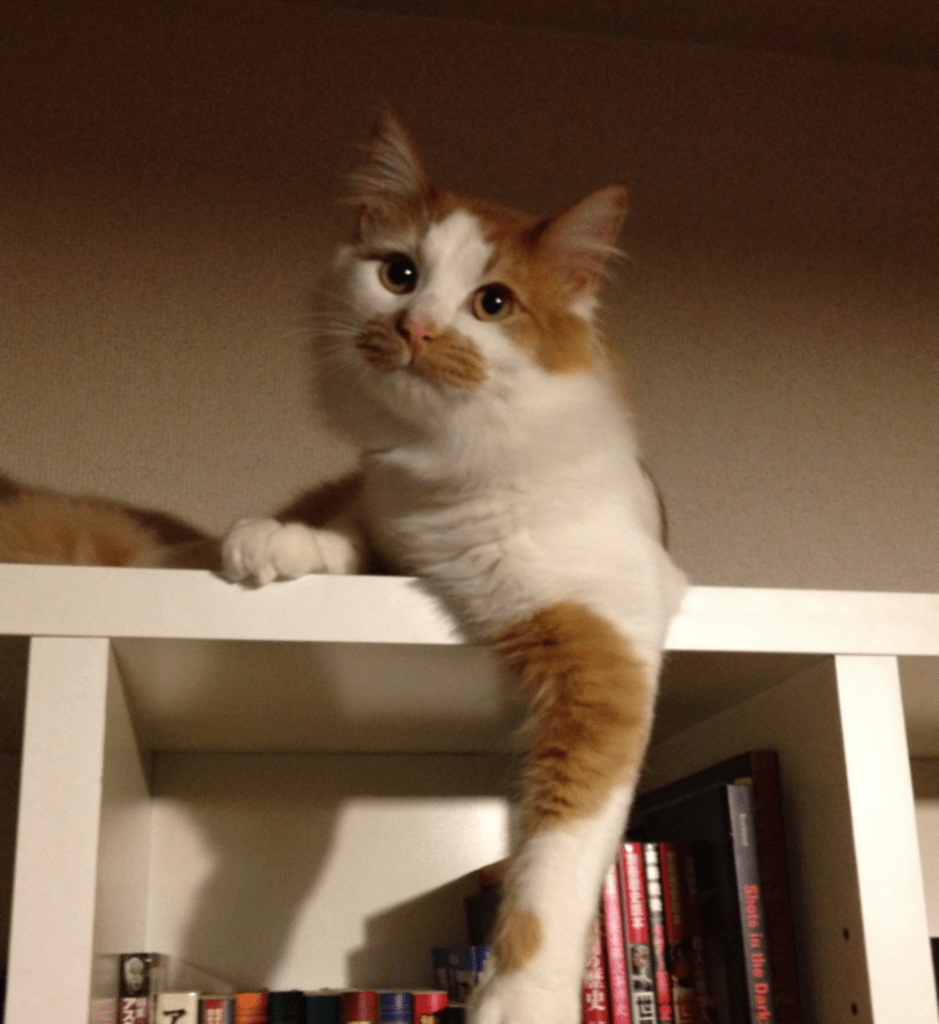 サラサラヘアーのノイ君（@neu21786269さんより提供）