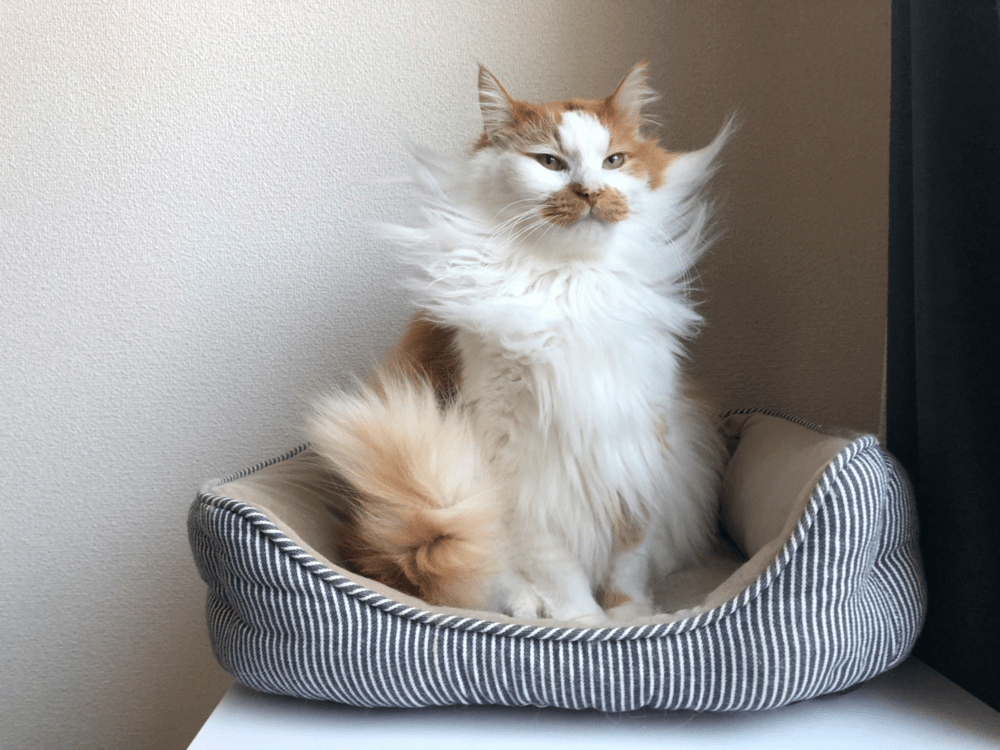 現在のノイくん（@neu21786269さんより提供）