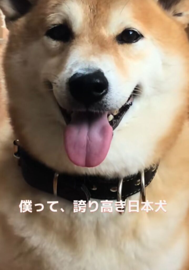 普段の福くん（＠happinessboy0104さんより提供）