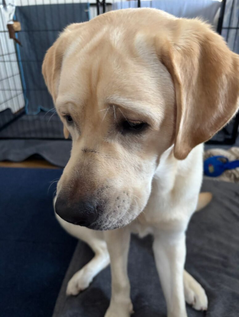 おもちゃが壊れてしょんぼり（@Mary59Noah33さんより提供）