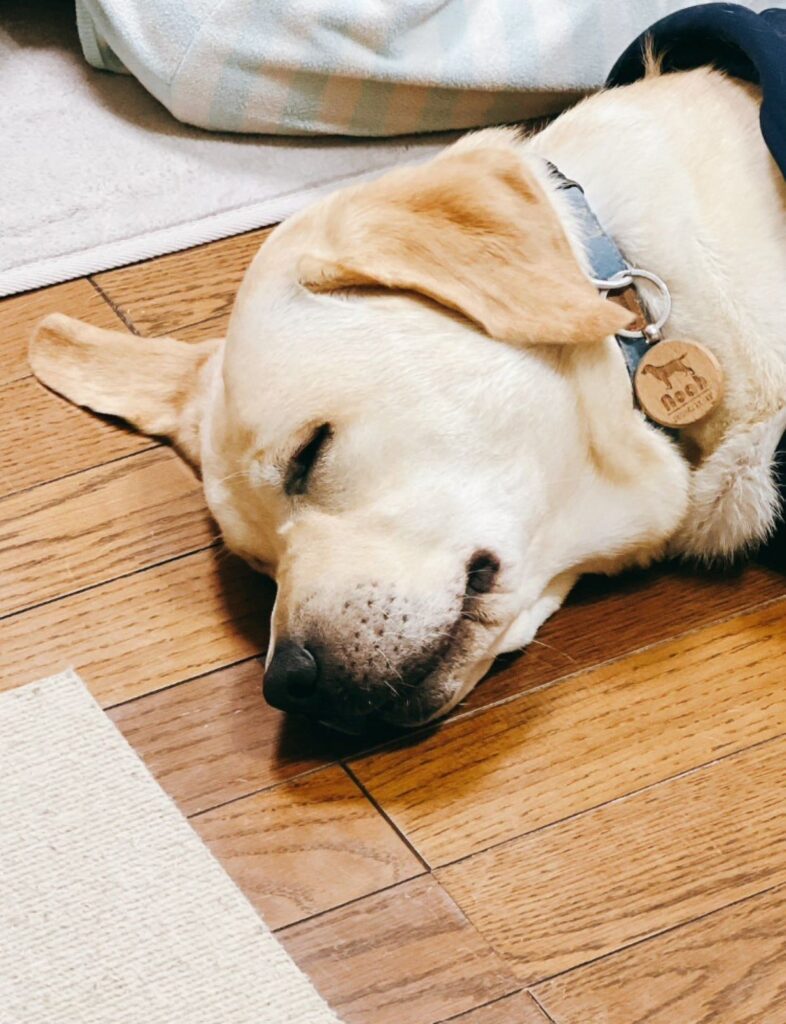 遊んで疲れた様子（@Mary59Noah33さんより提供）