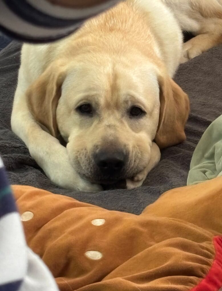 箱座り（@Mary59Noah33さんより提供）