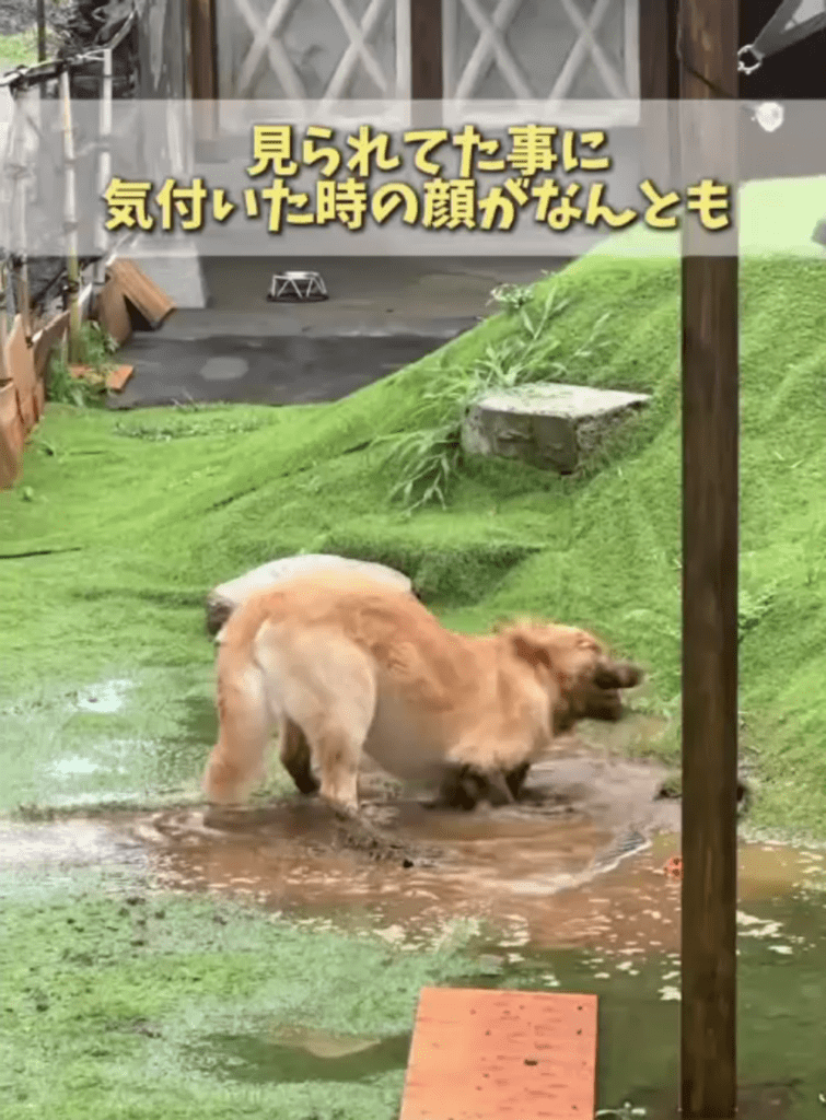 【実際の写真8枚】　飼い主さんが見た光景