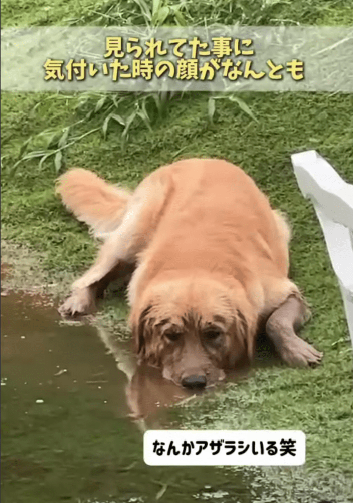 何だかアザラシみたい（@ray20230415さんより提供）