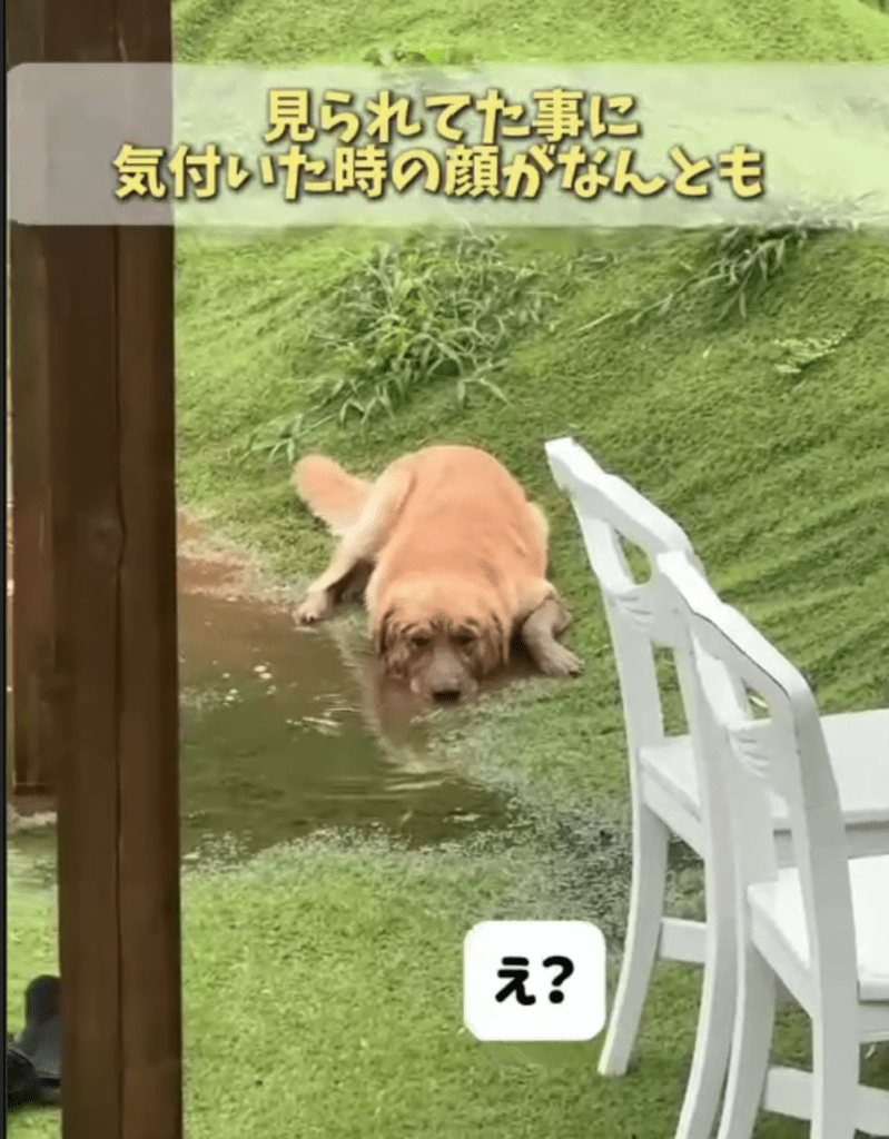 ば、ばれた（@ray20230415さんより提供）