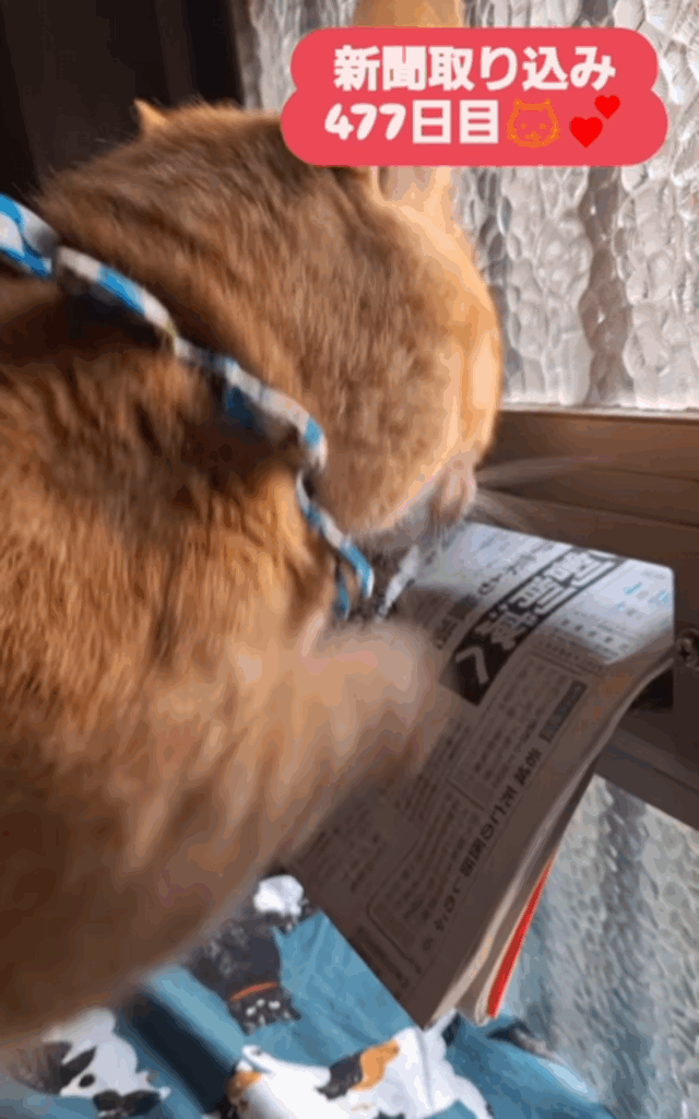 【実際の写真5枚】　飼い主さんが見た光景