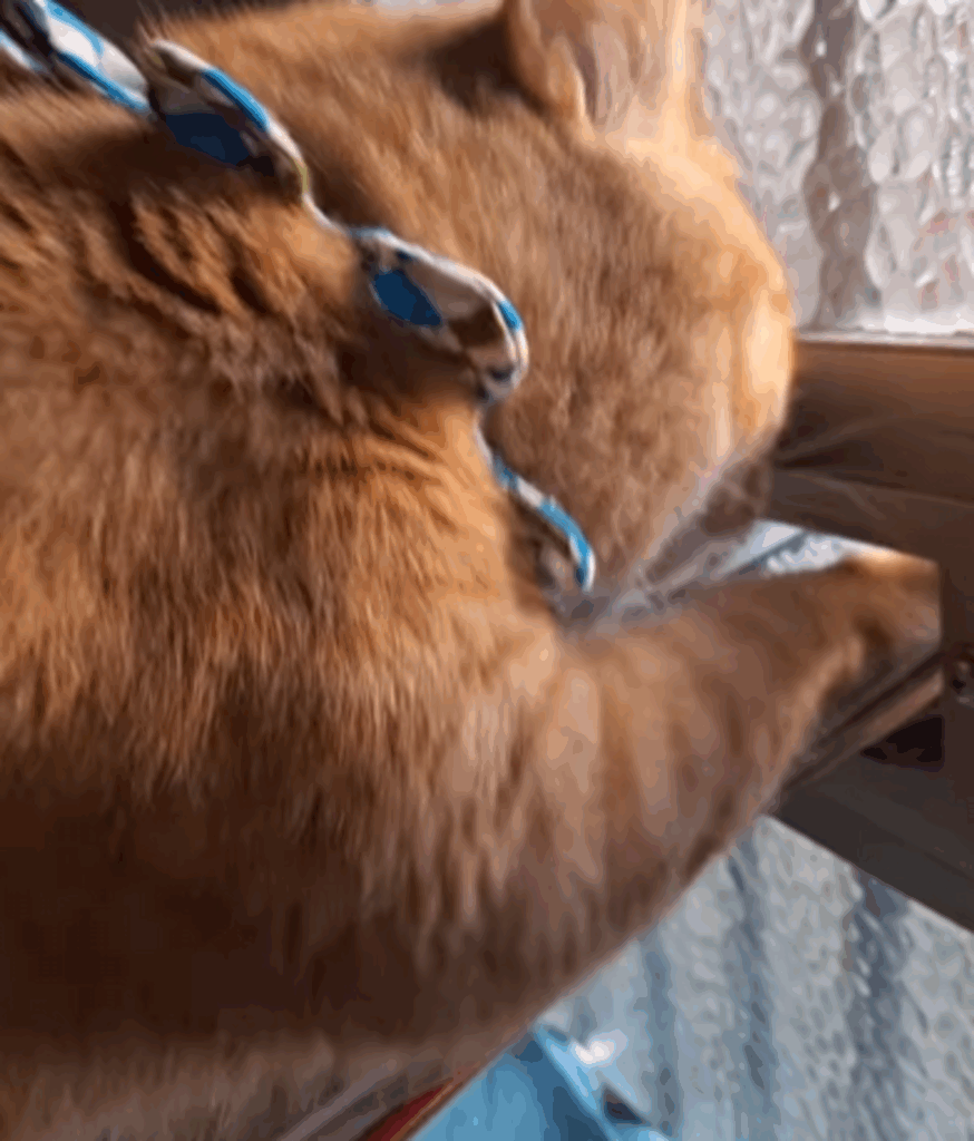 前足をうまく使って…（@ponsuke20210405さんより提供）