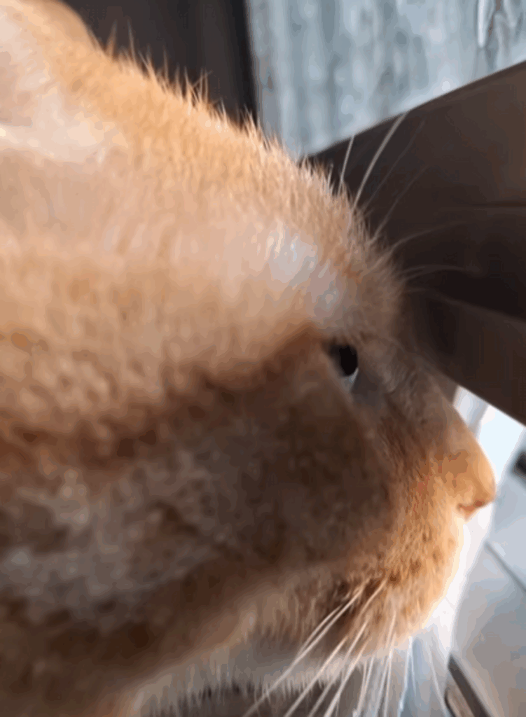 外をのぞき込むぽん助くん（@ponsuke20210405さんより提供）