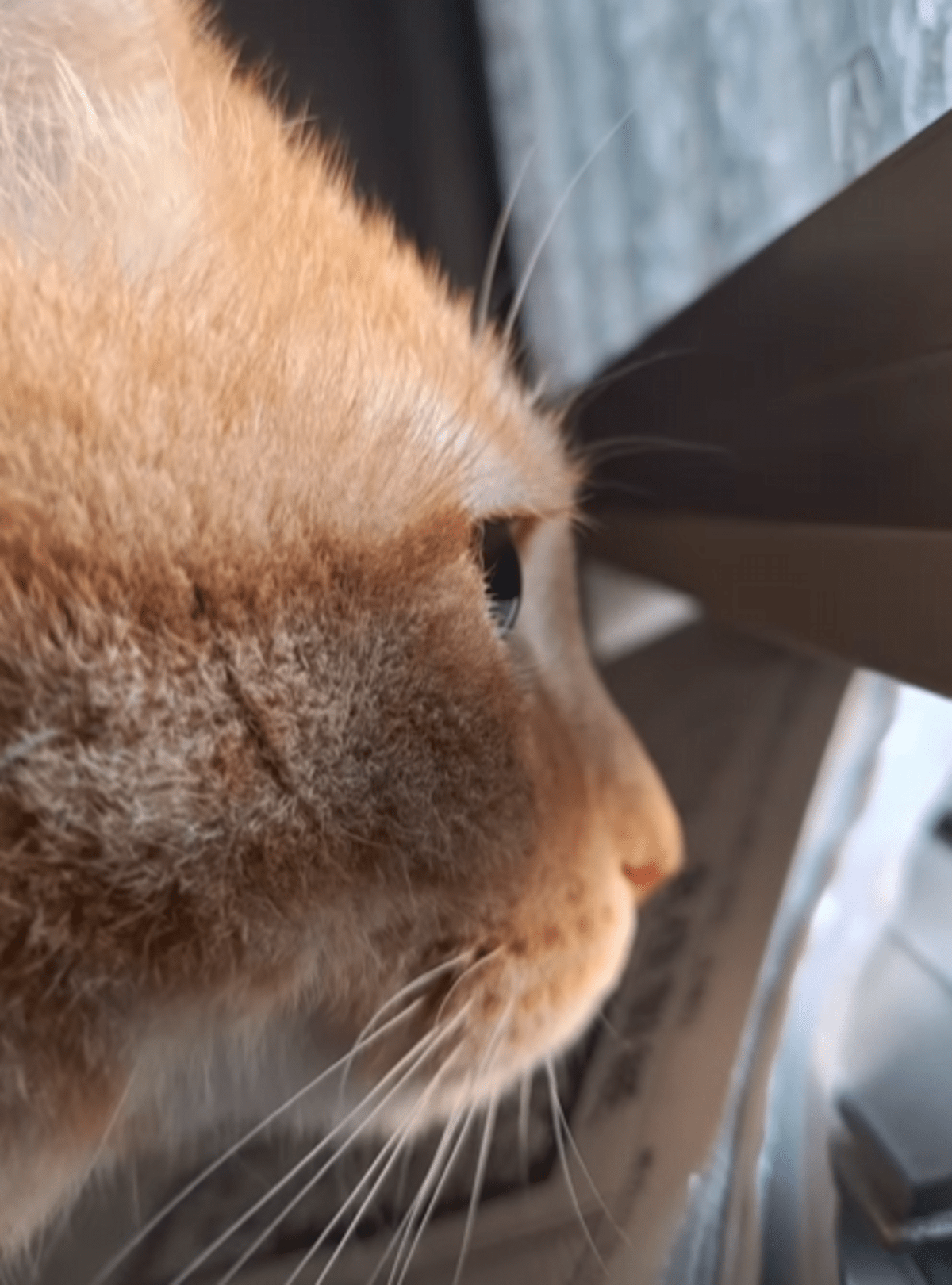 早朝にポストから外を見つめる猫　しかしよく見ると…「毎日頑張ってる」「器用な手つき」「とっても癒される」