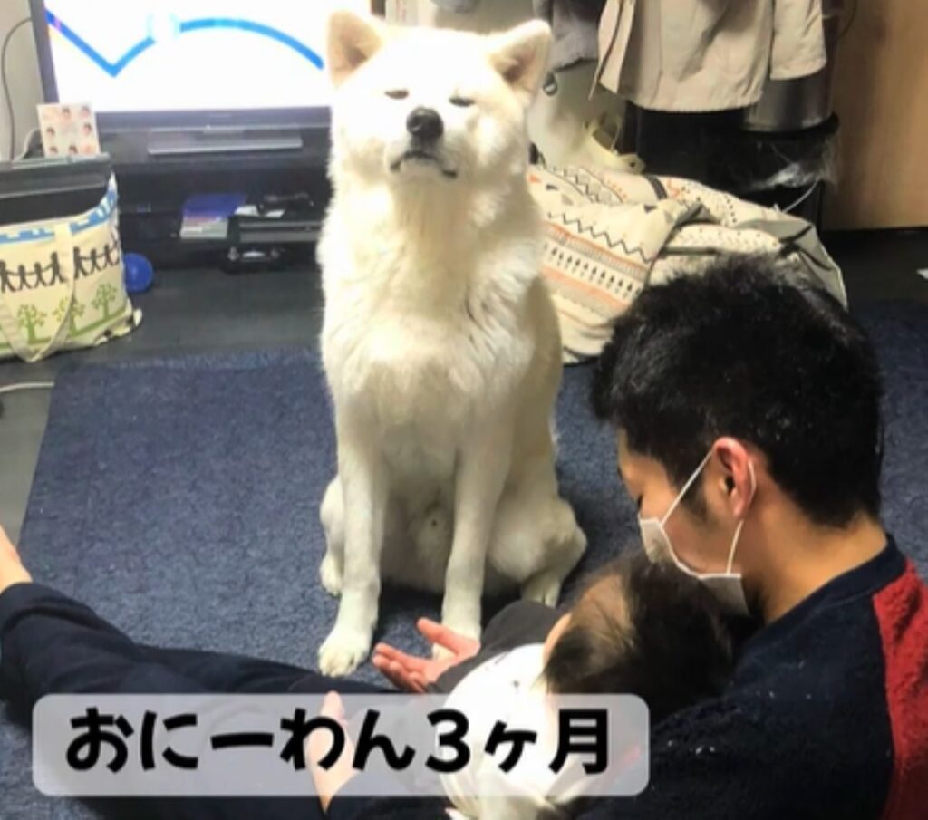 お兄ワン3ヶ月（＠akitainurintaroさんより提供）