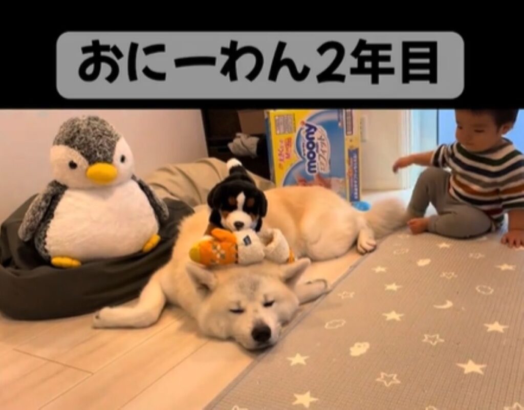 お兄ワン2年目（＠akitainurintaroさんより提供）