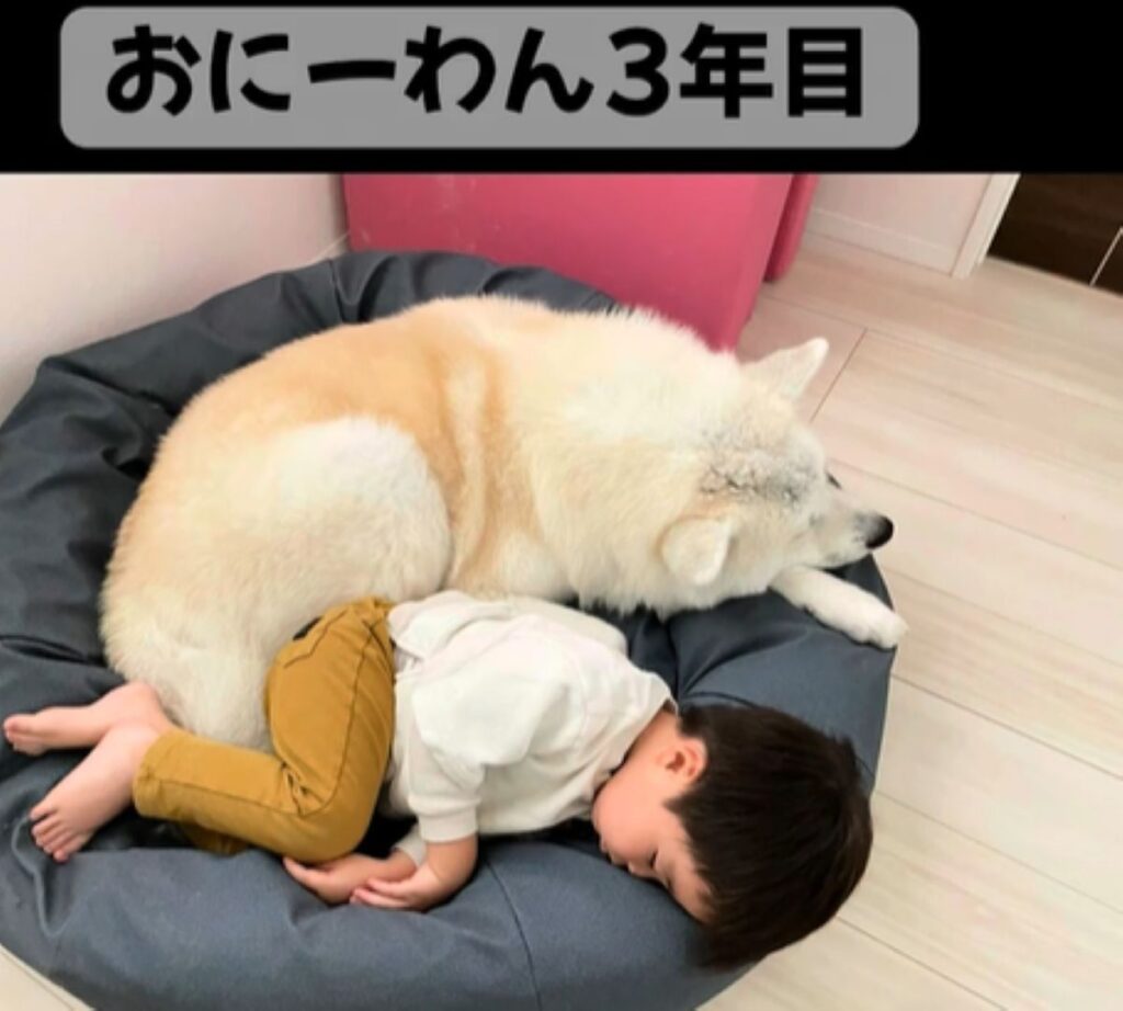 お兄ワン3年目（＠akitainurintaroさんより提供）