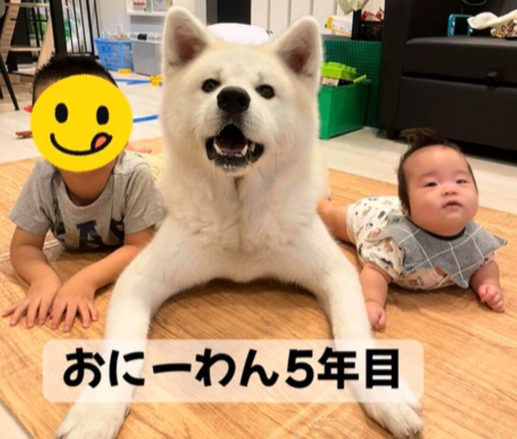 お兄ワン5年目（＠akitainurintaroさんより提供）