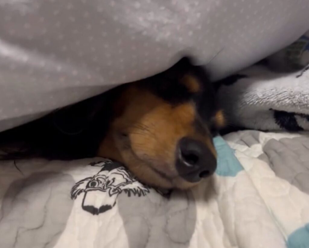 枕と布団を上手に使うこうちゃん（＠kou111dachsさんより提供）