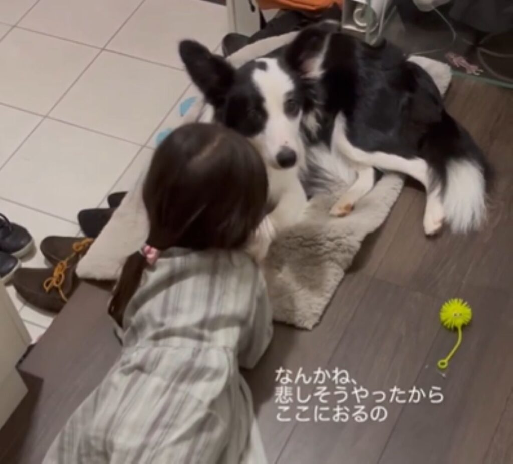 アグちゃんを思いやる娘さん（＠ag_per_bordercollieさんより提供）