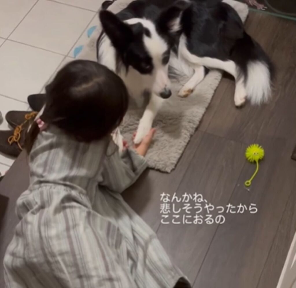 アグちゃんの手をにぎる娘さん（＠ag_per_bordercollieさんより提供）