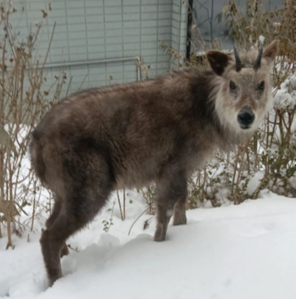 カモシカの様子（＠nikomama0705さんより提供）