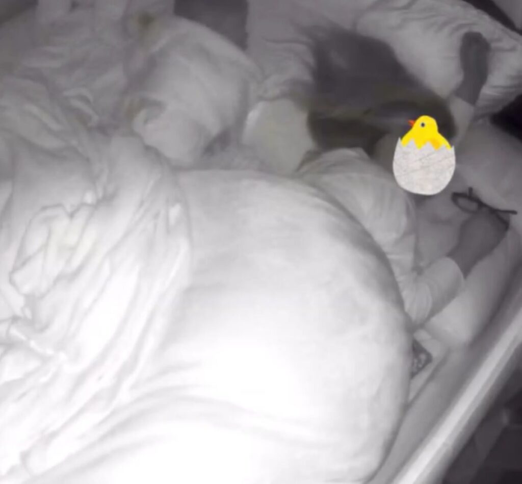 起き上がった娘さん（うさちょんさんより提供）