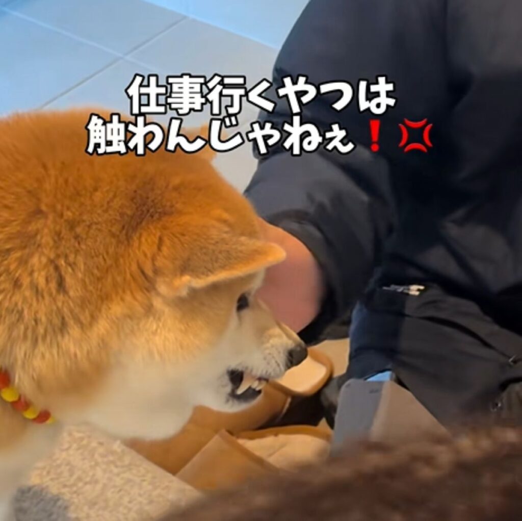 怒るおもちくん（＠mochigomebrothersさんより提供）