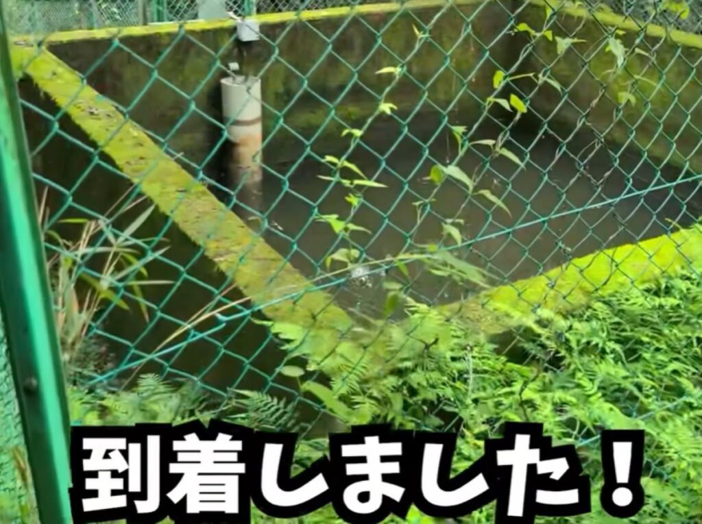 【実際の写真5枚】　池で釣れたもの