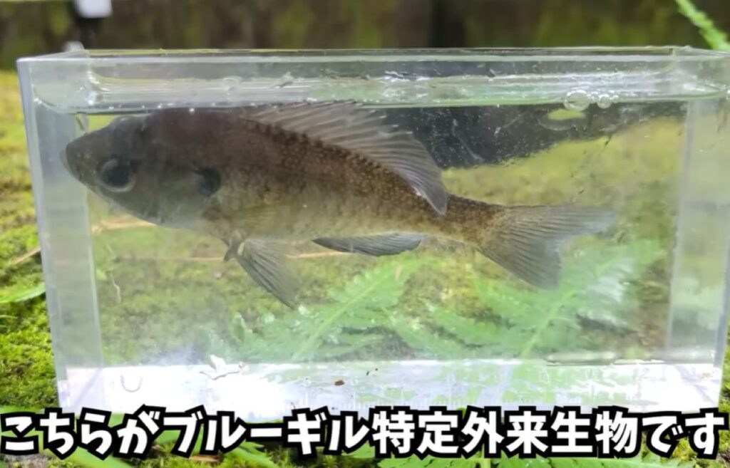 ブルーギル（@marsy-catchinghuntingさんより提供）
