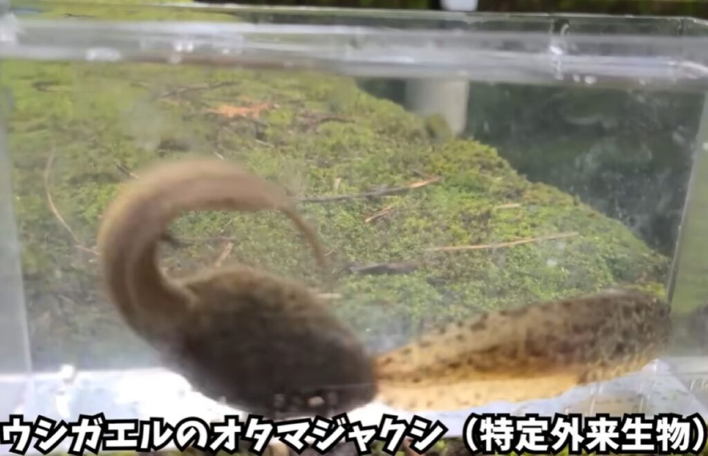 ウシガエルのオタマジャクシ（@marsy-catchinghuntingさんより提供）