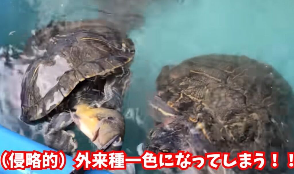 外来種が優勢になってしまうことも（@marsy-catchinghuntingさんより提供）