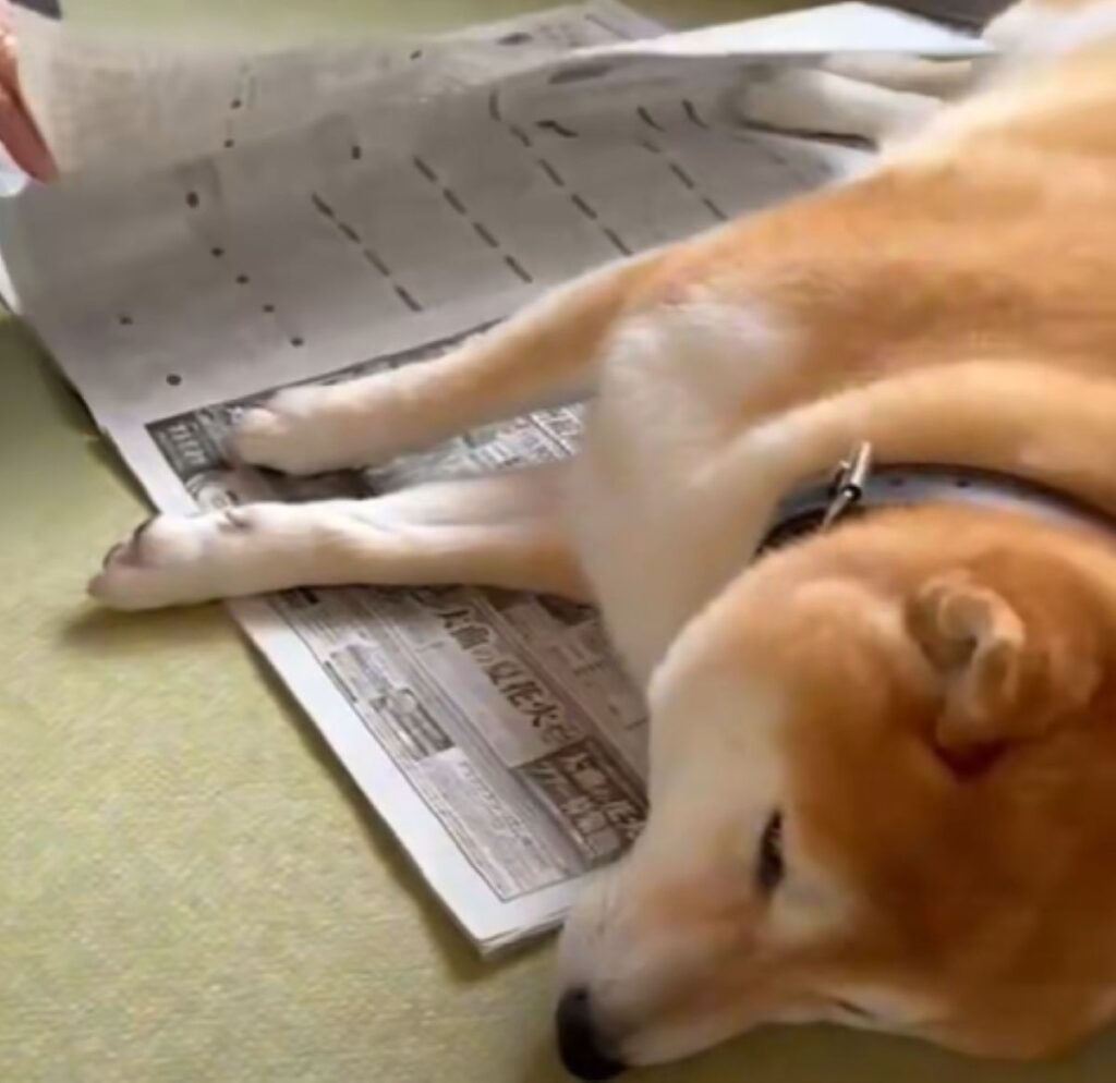 【実際の写真6枚】　飼い主さんが見た光景