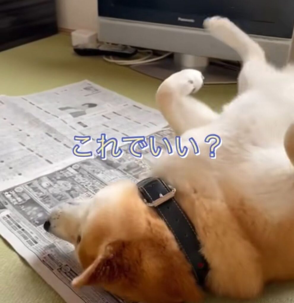 転がってどこうとする福くん（＠happinessboy0104さんより提供）