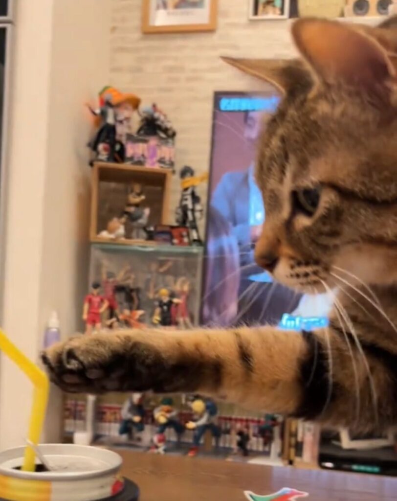 レオくんが気になっていたのはストロー（＠wanda__blogさんより提供）