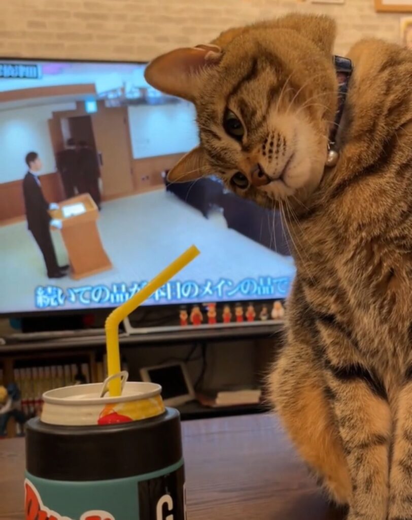 首をかしげながら見つめています（＠wanda__blogさんより提供）