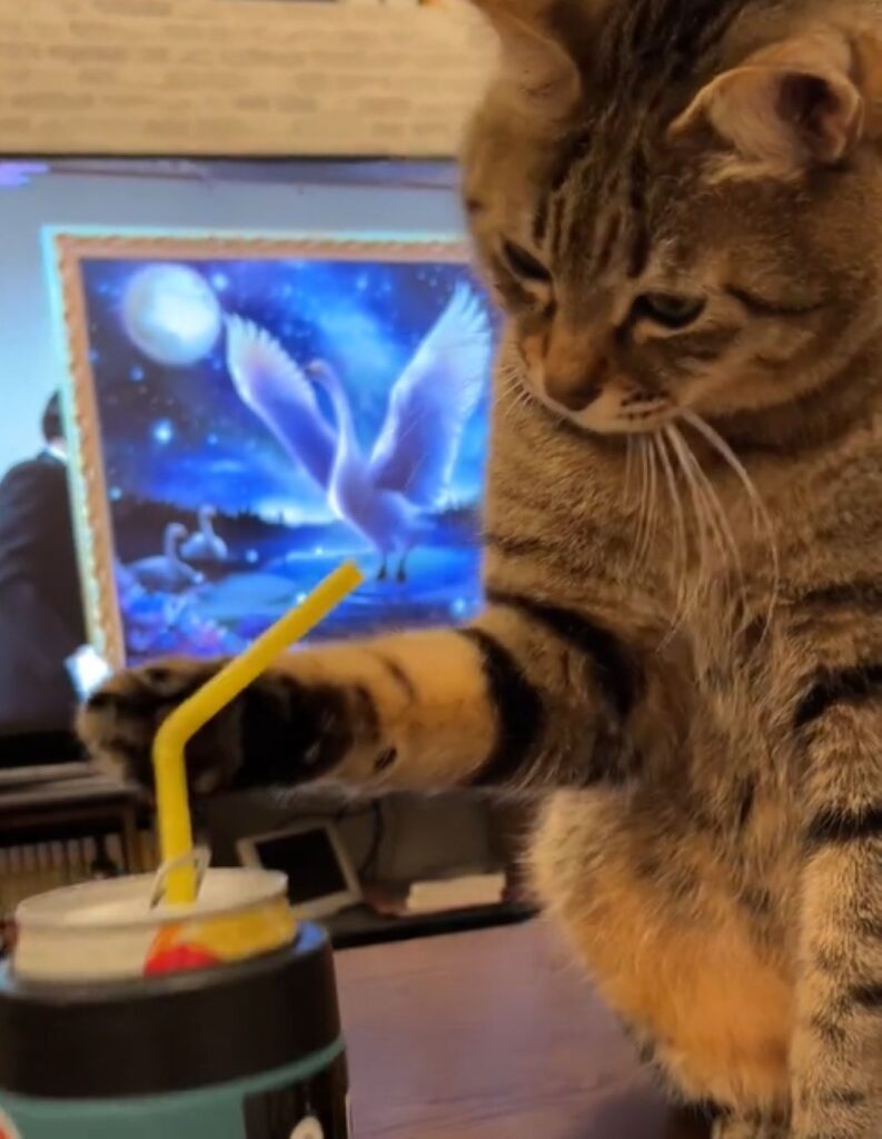 触ってみるレオくん（＠wanda__blogさんより提供）