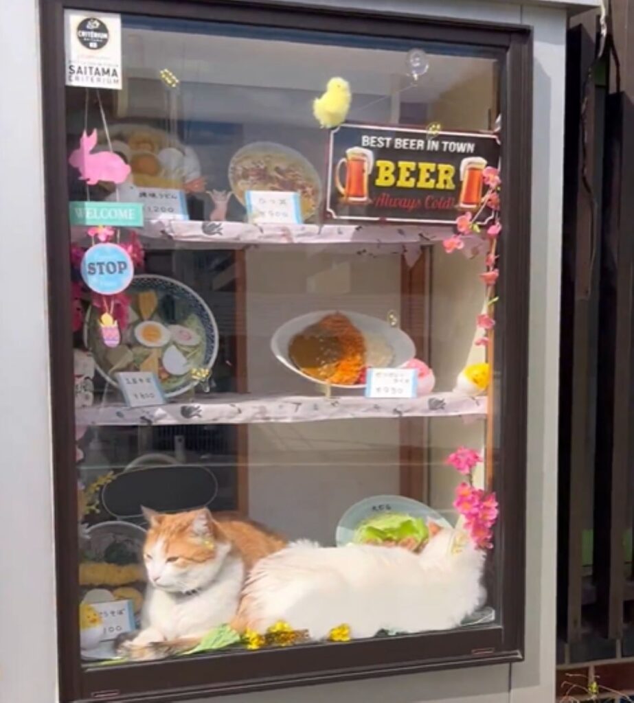 下の段には2匹の猫ちゃん！（@oomurapetakonさんより提供）