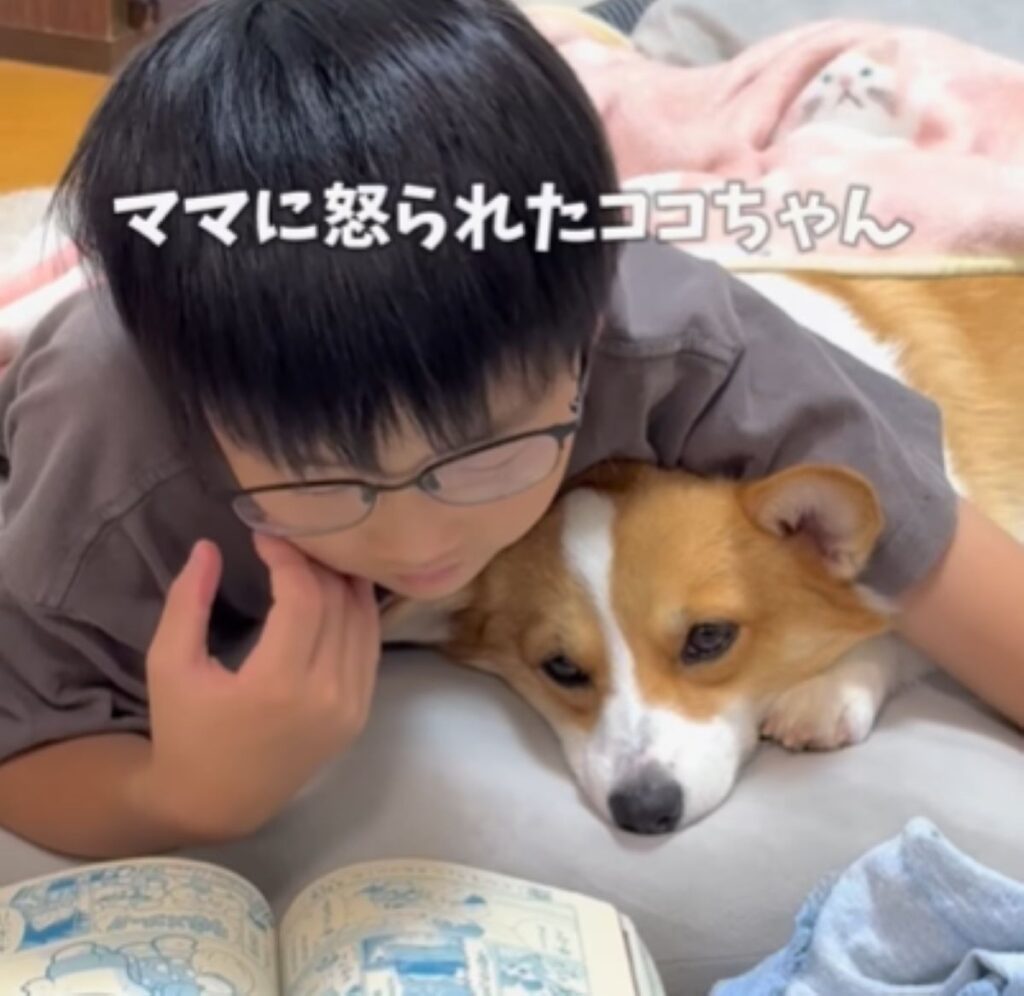 ママさんに起こられたココちゃん（＠coco_tanu_familyさんより提供）