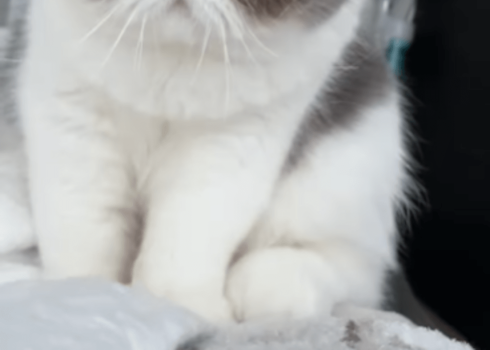 朝の5時半、寝ている飼い主の上に乗る猫　しかし、よく見ると…「職人の朝は早い」「お顔がたまらん、かわいい」