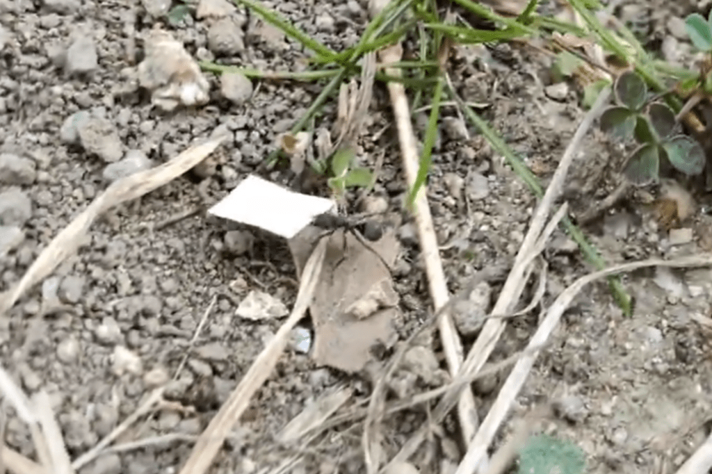 運んでます（@aoiwa_88さんより提供）