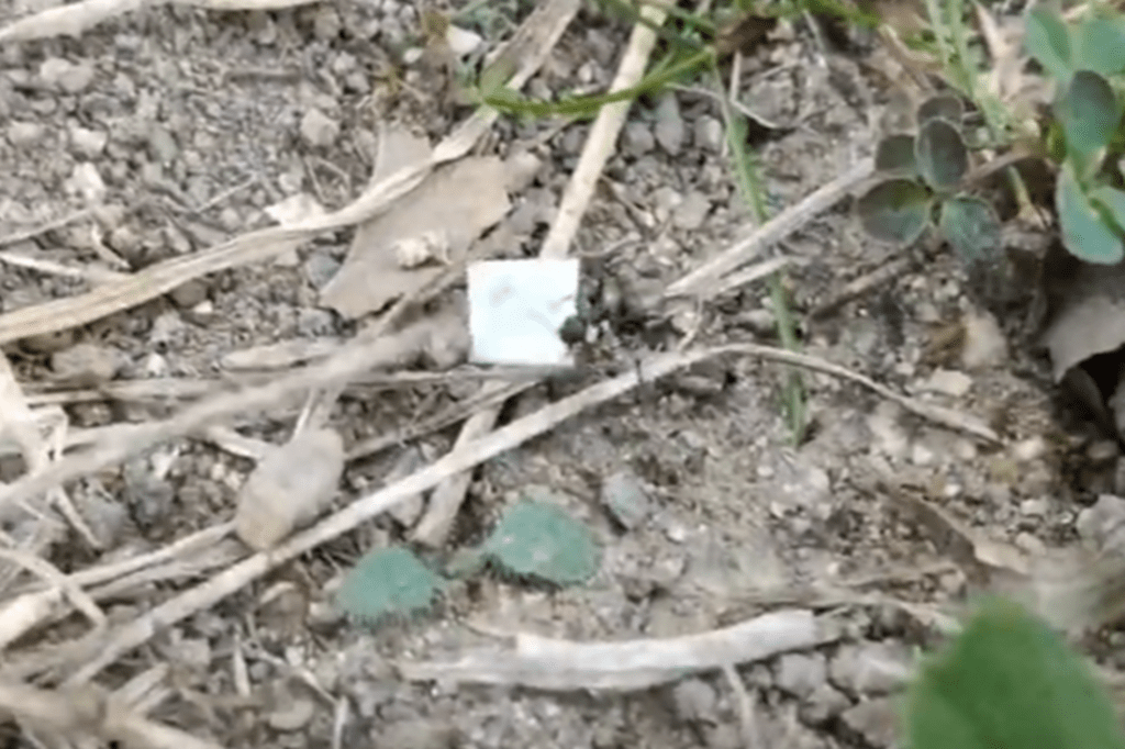 アリが運んでいるものは…？（@aoiwa_88さんより提供）